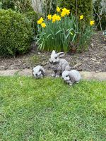 Steinfigur Hase Dekoration Garten Deko Schleswig-Holstein - Erfde Vorschau