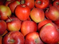 Versand anderer Apfelsorten außer BIO-Boskoop Bayern - Coburg Vorschau