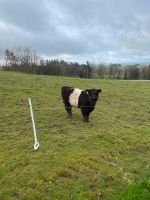 Belted Galloway Färse Kuh Kalb Bio Bayern - Schwarzach Vorschau