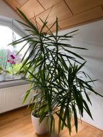 Palme in sehr gutem Zustand Nordrhein-Westfalen - Bad Sassendorf Vorschau