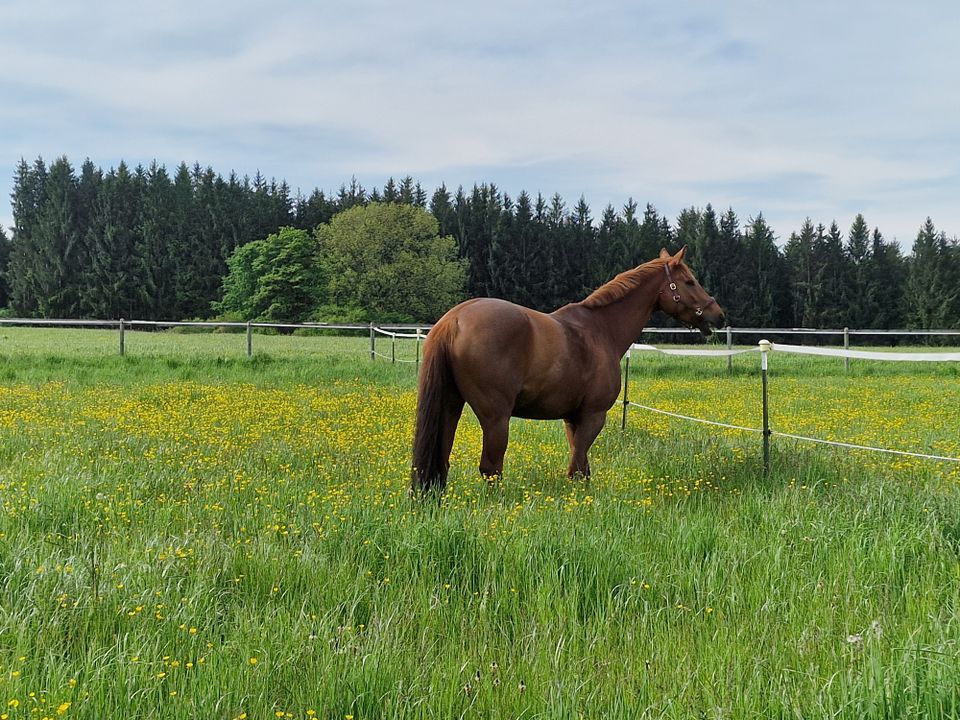 Suche Haushaltshilfe Hauswirtschafterin Kochhilfe Putzfrau m/w/d in Eberfing