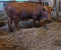 Rotes Höhenvieh Jungbullen Hessen - Bad Hersfeld Vorschau