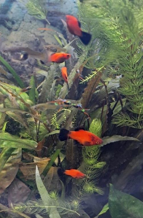 25 Platys, 60 Endler Guppys und Wasserpflanzen abzugeben in Aurachtal