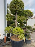 Tsuga Bonsai PonPon Hemlocktanne Nordrhein-Westfalen - Simmerath Vorschau