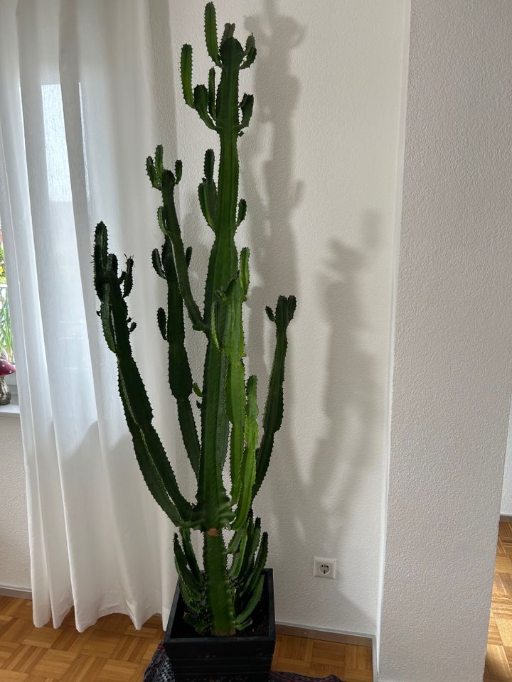 Imposanter Westernkaktus Euphorbia Wolfsmilch XXL in Horb am Neckar