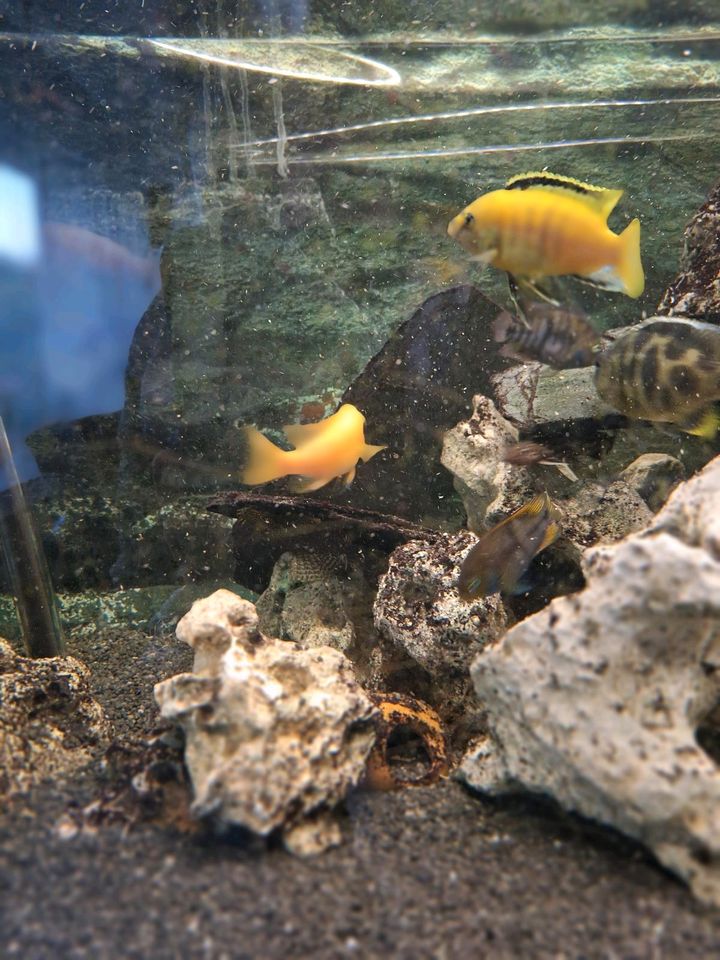 Aquarium 300 Liter mit Malawi Barsch/ Fische in Essen
