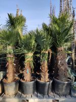 Trachycarpus fortunei winterhart hanfpalme Baden-Württemberg - Altlußheim Vorschau