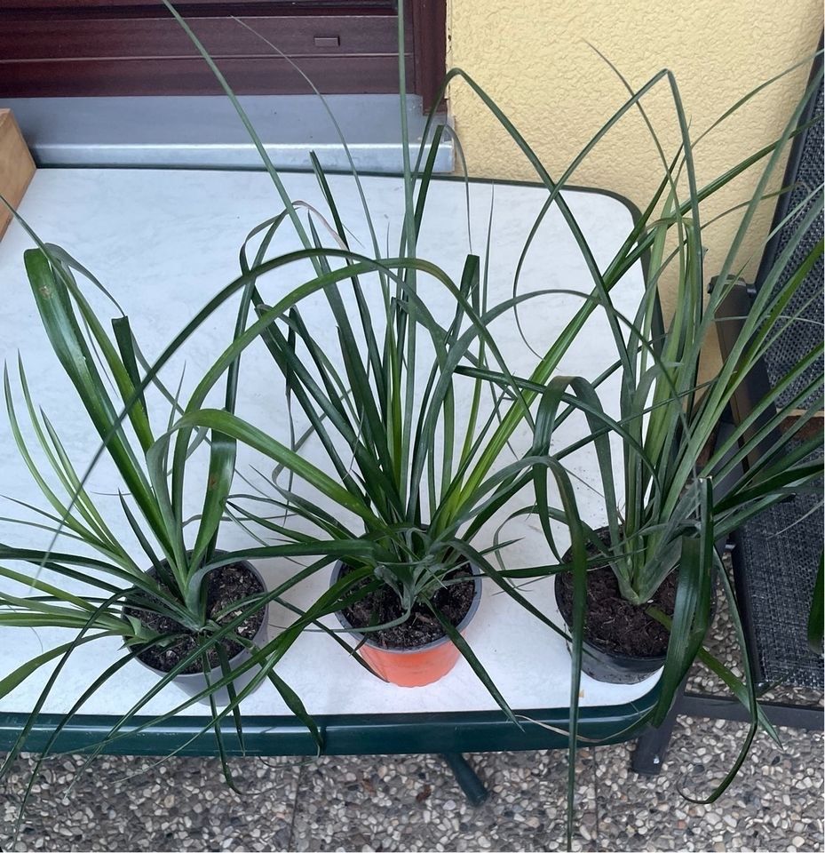 Billbergia Zimmerpflanze in Berlin