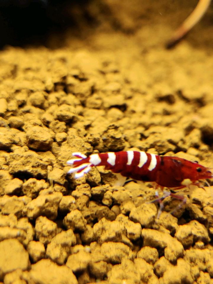 Blau/Rosa Krebs - Cherax Pulcher/Blaue Floridakrebs/Rotscherenkre in Delbrück