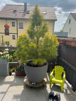 Japanische Schirmtanne Pflanze immergrün Baden-Württemberg - Heilbronn Vorschau