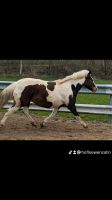 Lewitzer Quder Araba Pony Mix Ponystute 1,40 6 J . Schleswig-Holstein - Barkelsby Vorschau