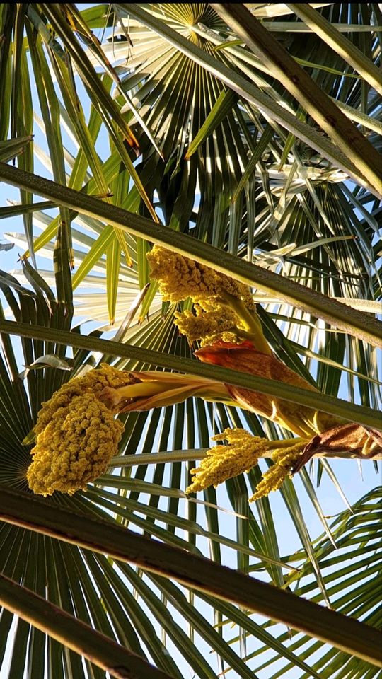 Palmensamen (100×) chinesische Hanfpalme Trachycarpus Fortunei in Herbolzheim