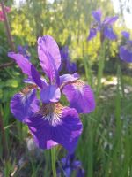 Pflanze, Staude, blaue Iris, große Portion 4,00€ Niedersachsen - Zeven Vorschau