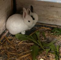 Kaninchen Babys 2x Nordrhein-Westfalen - Gladbeck Vorschau