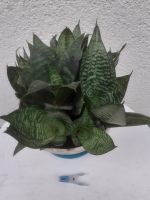 Bogenhanf Sansevieria trifasciata Ableger Schwigermutterzunge gro Nordrhein-Westfalen - Iserlohn Vorschau