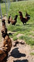 Hühner Küken Enten Gänse Geflügel Hennen Eier buntleger Bayern - Creußen Vorschau