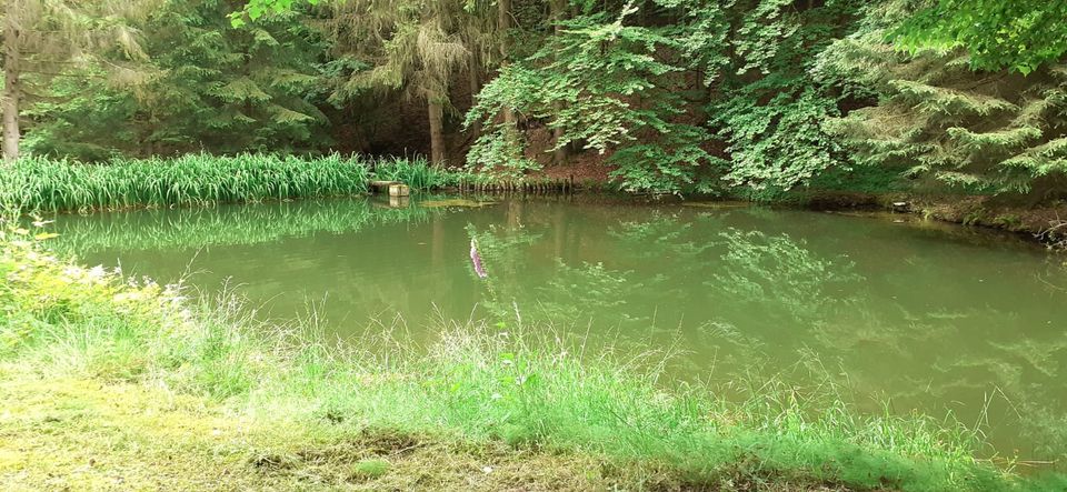 Teich - Angelteich - Fischteich - Waldgrundstück - Idylle in Bad Hersfeld