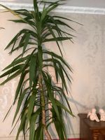 Yucca Palme ca. 2,50 Meter Zimmerpflanze Grünpflanze Wiesbaden - Delkenheim Vorschau