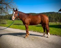 4-jähriger Quarter Horse Wallach zu verkaufen Baden-Württemberg - Rottweil Vorschau