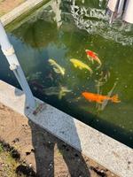 Fische verschiedene Farbe Nordrhein-Westfalen - Krefeld Vorschau