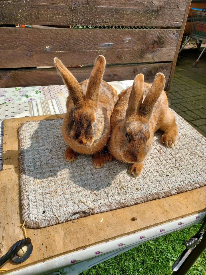 Junges Kaninchen/Hase (Häsin) in Neuenhaus