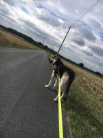 Schäferhund-Husky Rüde 7,5 J alt Nordrhein-Westfalen - Oelde Vorschau