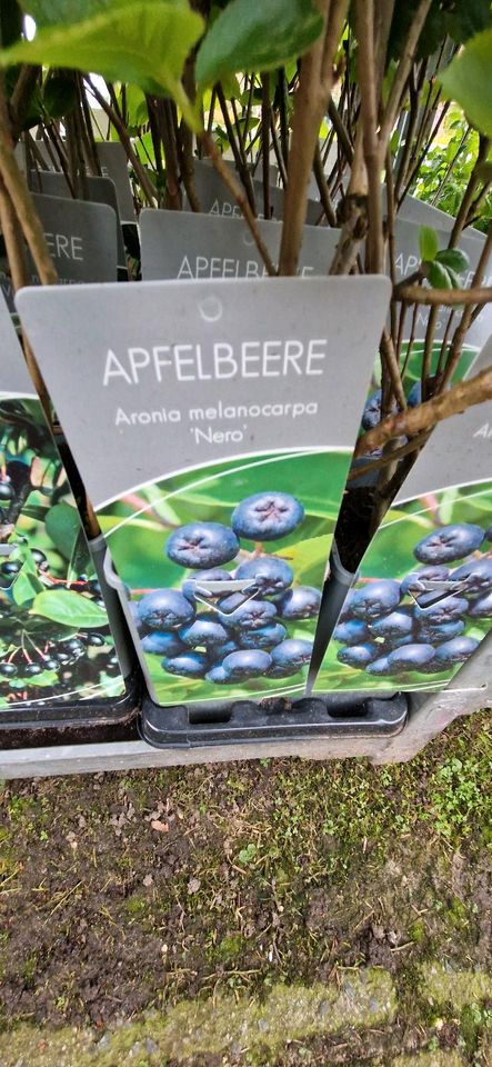 Aronia Apfelbeere 7,50€ in Uplengen