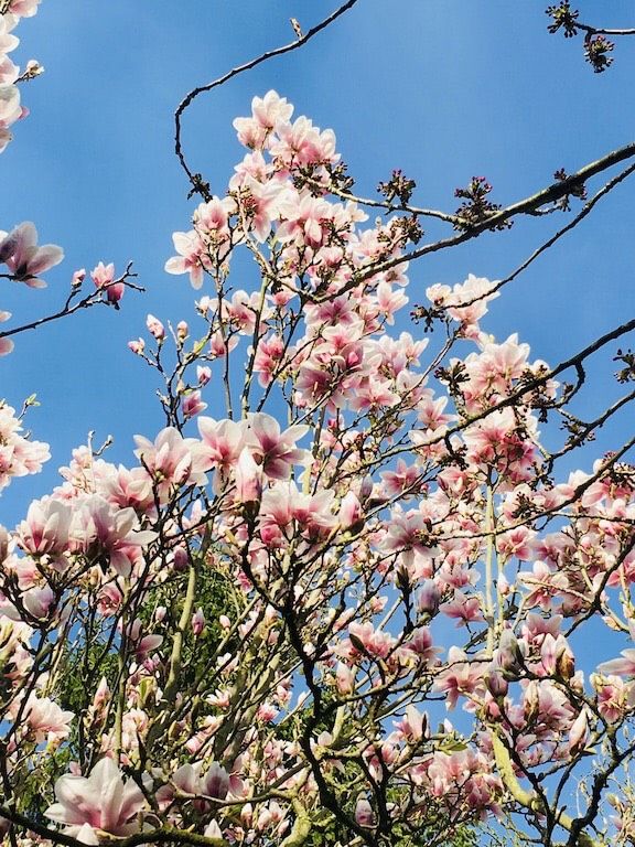 Ferienwohnung ‚Fräulein Tulpenboom‘ ökologisch, ruhig mit Wallbox in Brüsewitz