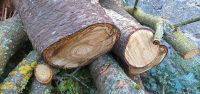 Essigbaum Holz frisch, tolle Maserung! Drechseln Niedersachsen - Königslutter am Elm Vorschau