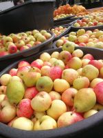 Apfelsaft Bag in Box von eigenen Äpfeln, Presstermin 23.09.24 Niedersachsen - Bad Pyrmont Vorschau