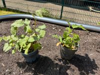 Himbeeren im Topf Bremen - Osterholz Vorschau