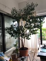 Ficus Benjamini (Birkenfeige) 3 m hoch Rheinland-Pfalz - Speyer Vorschau