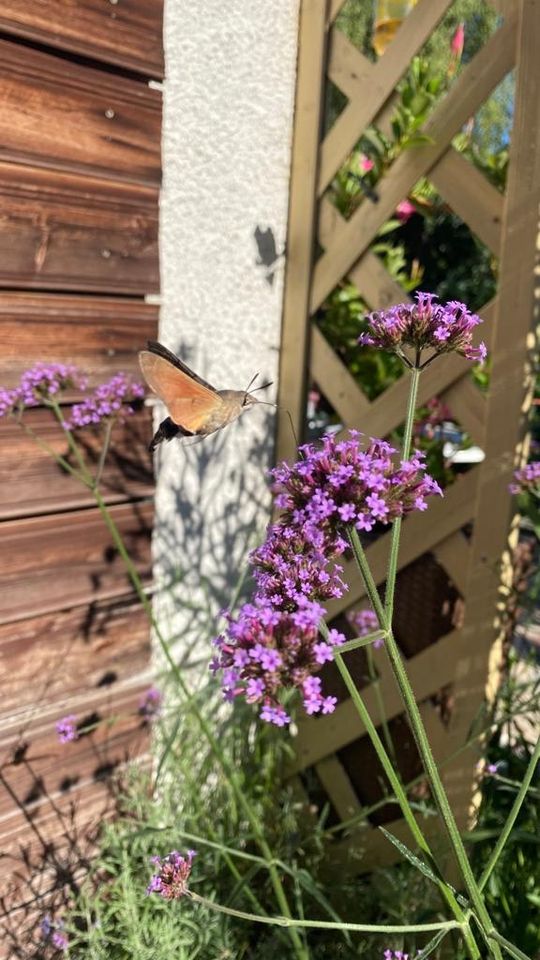 100 Eisenkraut Samen Verbena bonariensis in Gotha