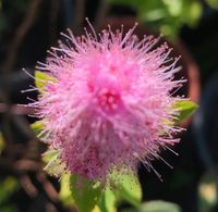 Kolbenspiere 'Triumphans' Spiraea billardii'rosa Busch Brandenburg - Teltow Vorschau