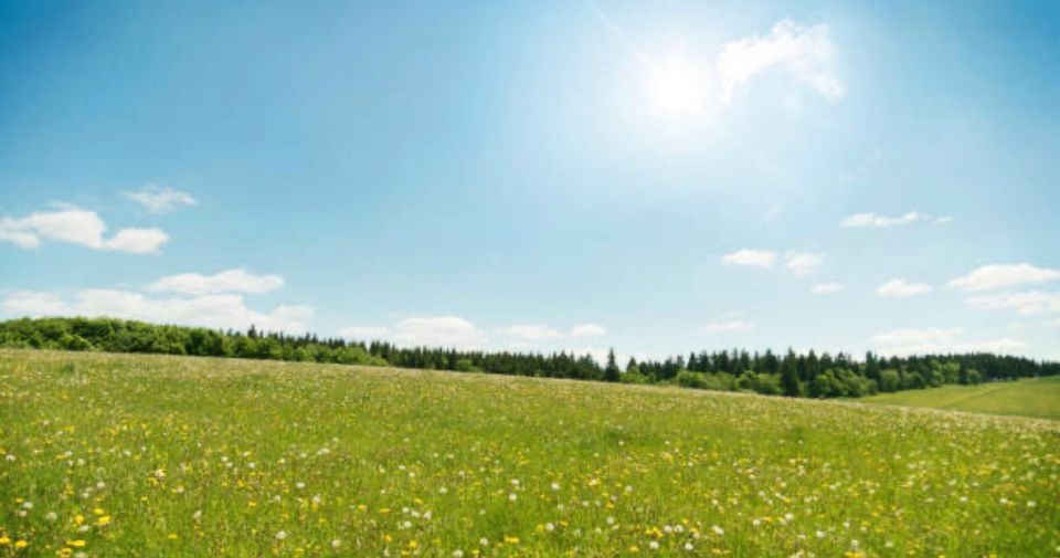 Weideland / Wiese zur Pachtgesucht in Rühen