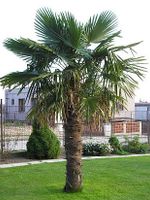 Trachycarpus Fortunei (Hanfpalme); Stammlänge 220-240 cm Sachsen-Anhalt - Weißenfels Vorschau