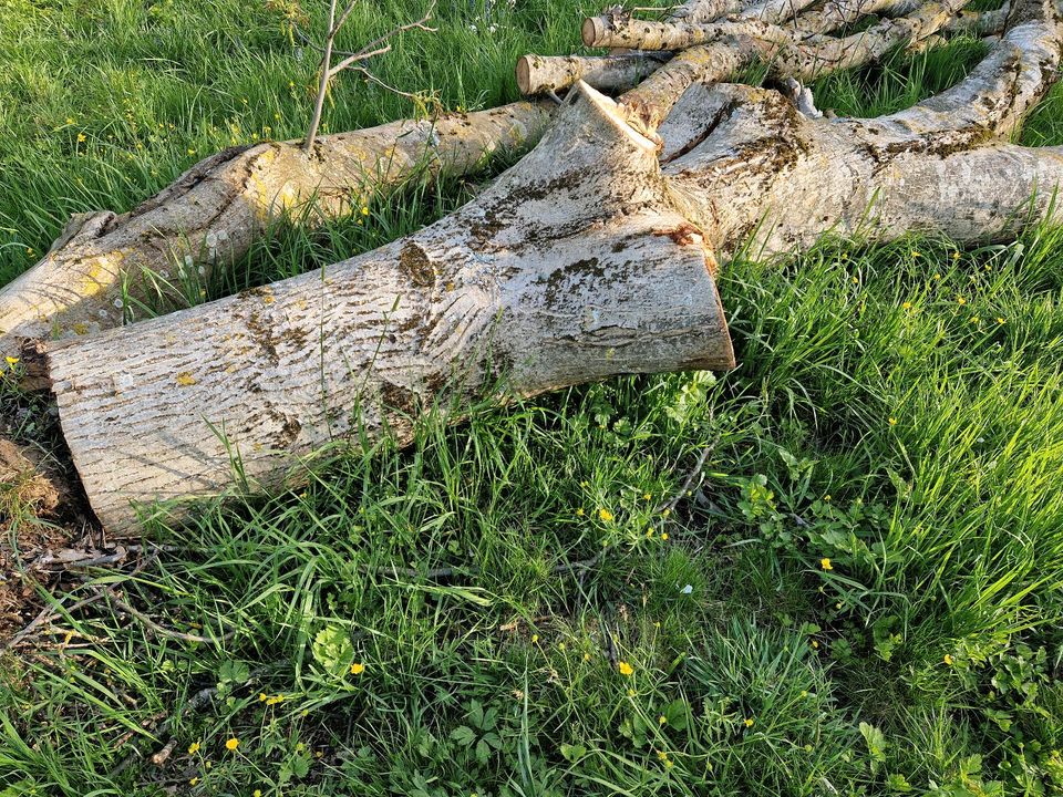 Walnussbaum groß, walnuss stamm komplett oder in Teien in Wendlingen am Neckar