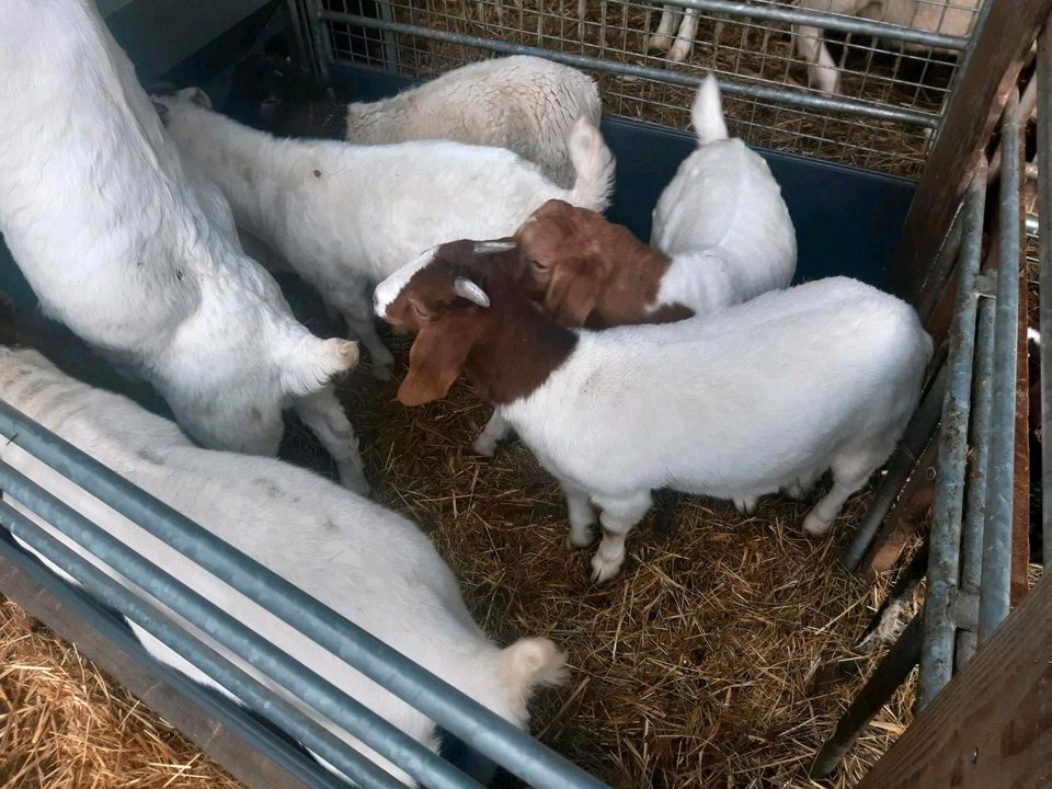 Burenziegenbock Burenziegen Ziegen in Ehrenberg (Rhön)