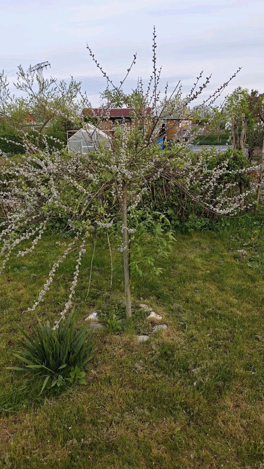 Garten Pachtgarten in Erfurt Gispersleben "Nach Feierabend"e.V. in Erfurt