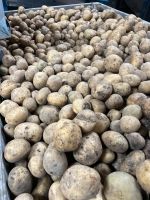 Bio Futterkartoffeln unbehandelt ungewaschen Brandenburg - Trebbin Vorschau
