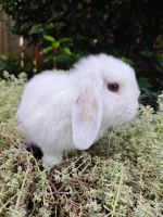 Sofort! Kaninchenbabys, Mini lop, Zwergkaninchen, Widder Niedersachsen - Lüneburg Vorschau