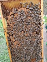Bienenvolk 2x aus 2023 Nordrhein-Westfalen - Düren Vorschau