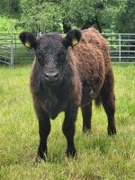 Black/ White Galloway Absetzer - Färsen - Kalbinnen Hessen - Bad Soden-Salmünster Vorschau