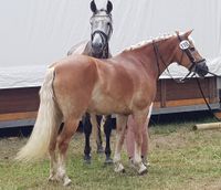 Biete Reitbeteiligung an sportlicher, vielseitiger Haflingerstute Nordrhein-Westfalen - Kreuztal Vorschau