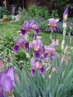 Iris Schwertlilie Ableger Pflanzen Garten Frühjablüher Hessen - Bensheim Vorschau