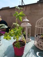 Arabic Geranium Rose Plant, Pelargonium 'Attar of Rose’ Nordrhein-Westfalen - Mönchengladbach Vorschau