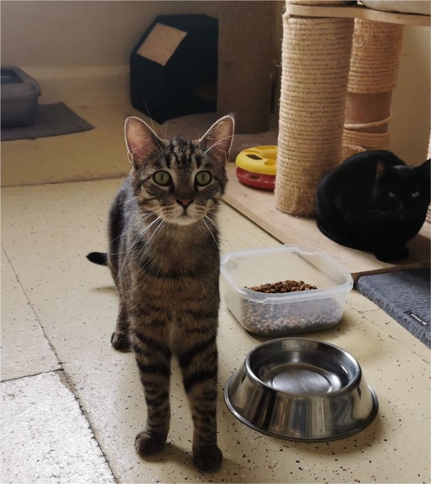 Schüchterne Katzen suchen echte Katzenmenschen ❤️ in Mönchengladbach