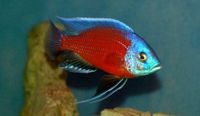 Copadichromis borleyi Kadango red fin  ￼ München - Ramersdorf-Perlach Vorschau