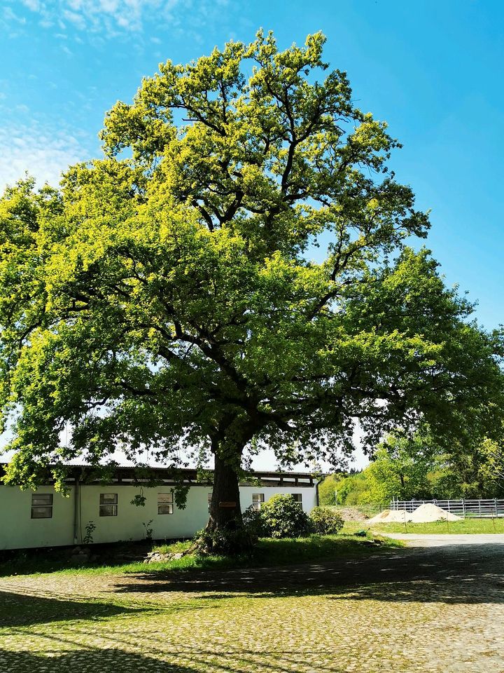 Offenstallplatz Offenstall Stellplatz auf schönem Islandpferdehof in Groß Offenseth-Aspern