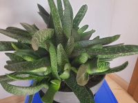 Riesen Hirschzunge ☆ Gasteria Hessen - Bad Homburg Vorschau